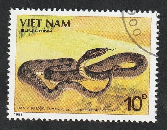 897 - Serpiente