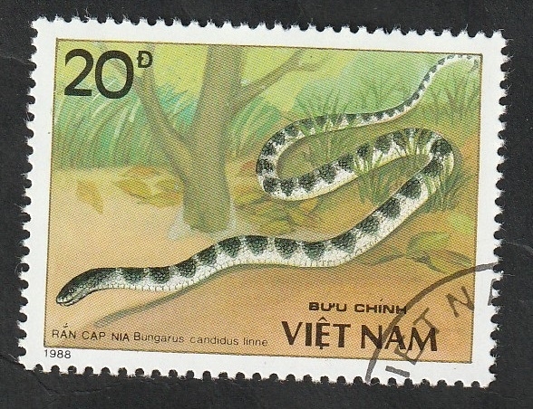900 - Serpiente