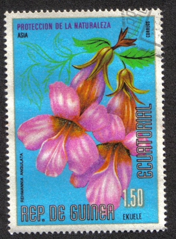 Flowers (VII) Asian