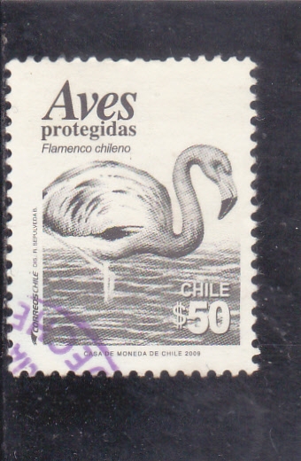AVES PROTEGIDAS- FLAMENCO CHILENO 