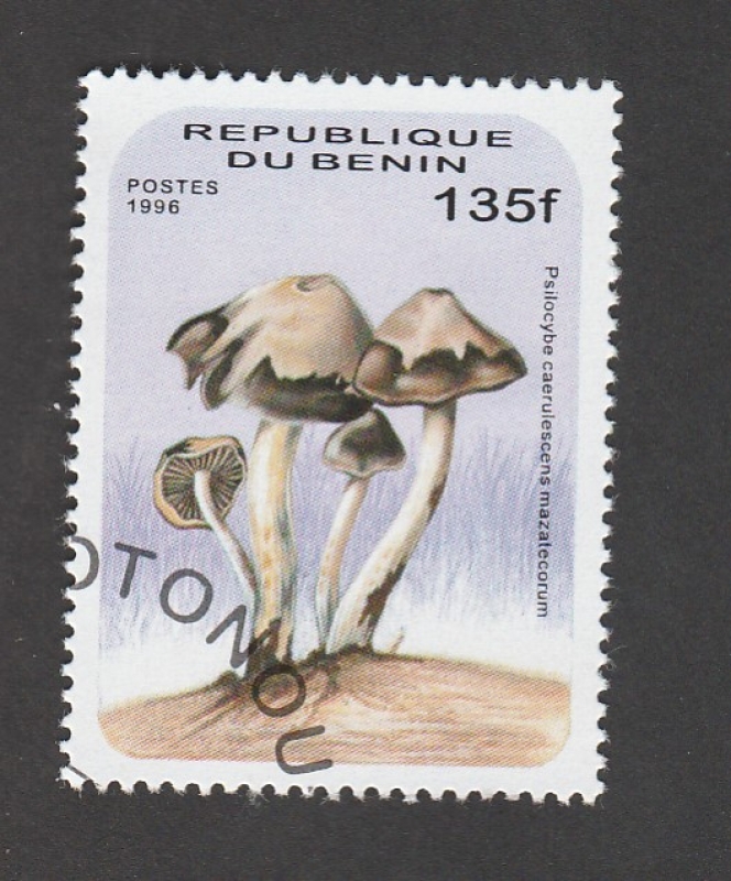 Psilocybe caerulecens
