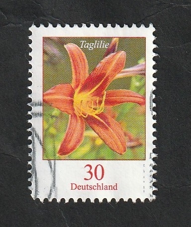 Flor Lirio