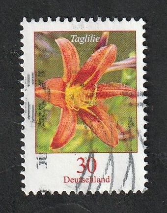 Flor Lirio