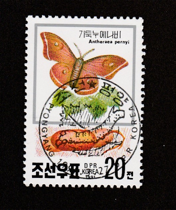 Anthereaea pernyi