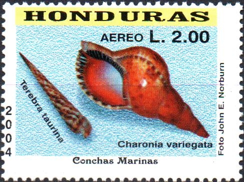 CONCHAS  MARINAS.  CHARONIA  VARIEGATA.