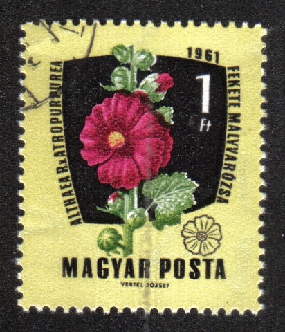 Flores del 61