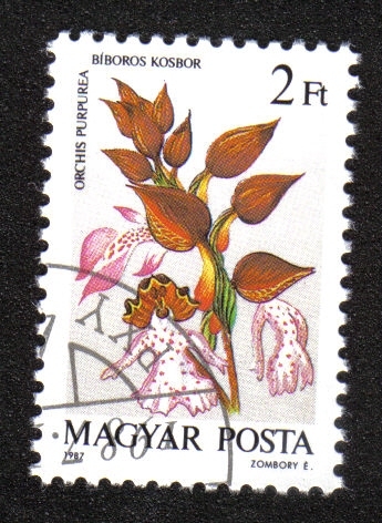 Orquídeas