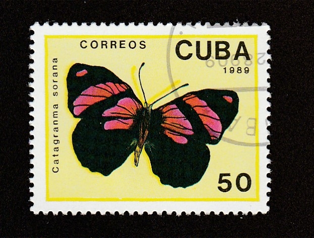 Cantagramma solana