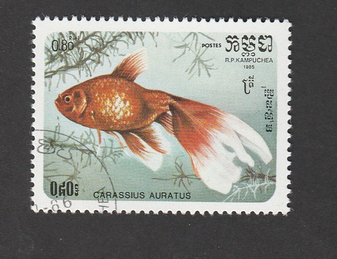 Carassius aurantus