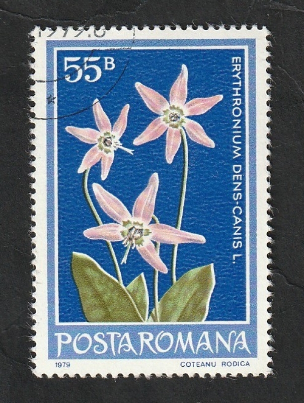 3157 - Flor