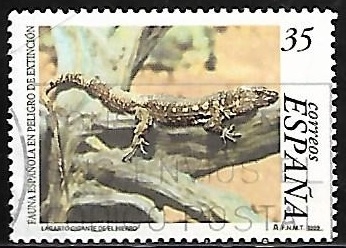 Fauna Española en peligro de extinción - Lagartos 