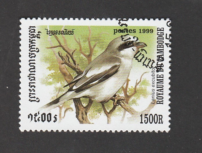 Lanius excubito