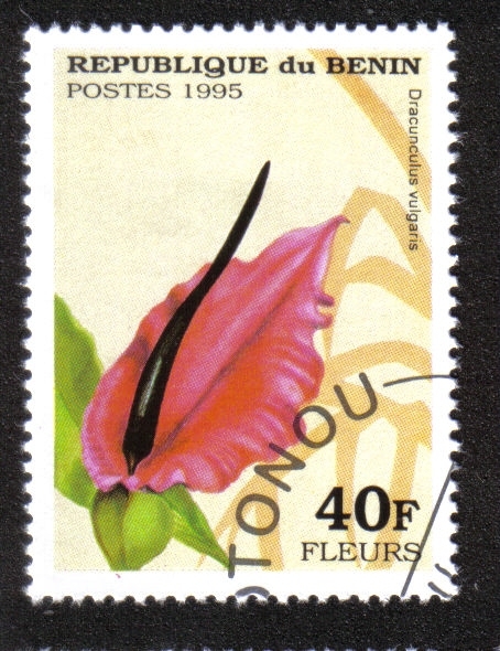 Flores