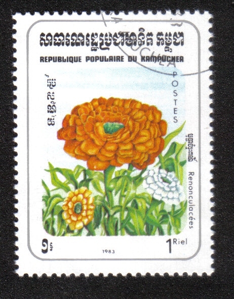 Flores