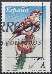 4213_Gorrión