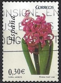 4302_Jacinto