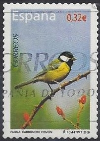 4462_Carbonero común