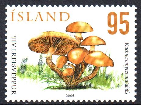 HONGOS.  KUEHNEROMYCES  MUTABILIS.