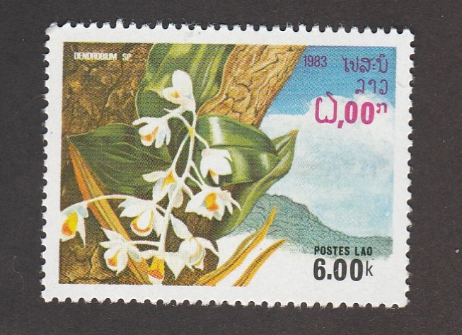 Orquidea