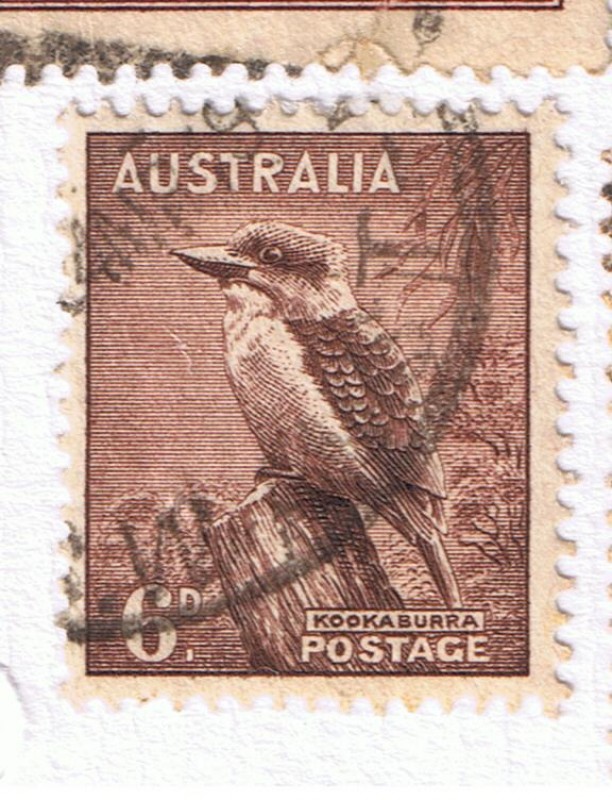 Kooka Burra