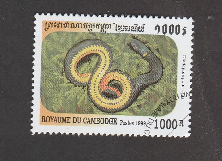 Diadophis punctata