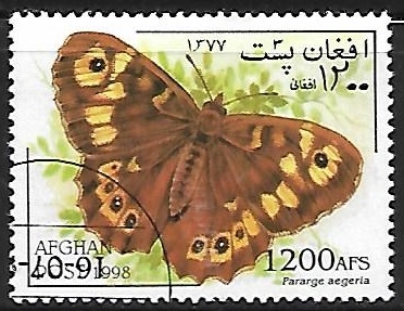 Mariposas - Pararge aegeria
