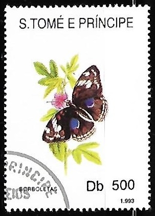 Mariposas - Heliconius sp.