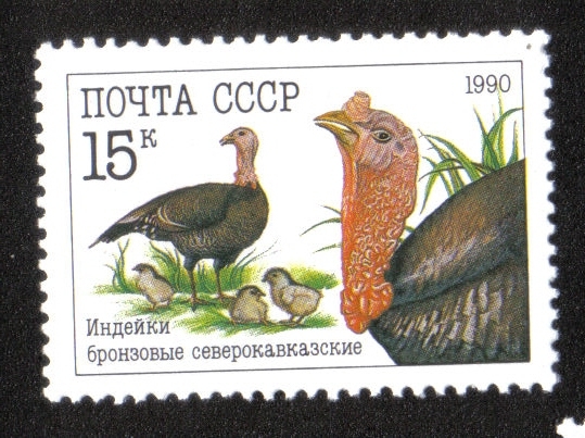 Aves de Corral, Pavo domesticado (Meleagris gallopavo)