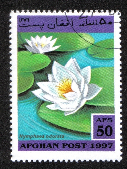  Aquatic Plants
