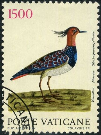 Pajaro