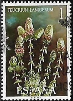 Flora - Teucrium Lanigerum