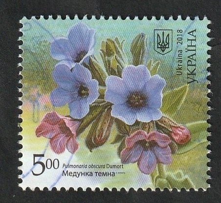 1372 - Planta medicinal, Pulmonaria obscura Dumort