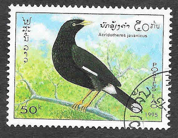 1213 - Miná Javanés