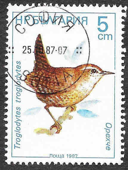 3281 - Chochín Común
