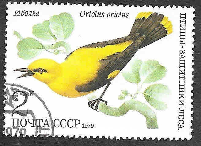 4776 - Oropéndola Europea