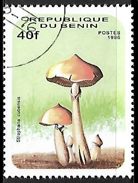 Setas - Stropharia cubensis