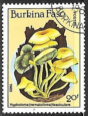 Setas - Hypholoma (nematoloma) fasciculare