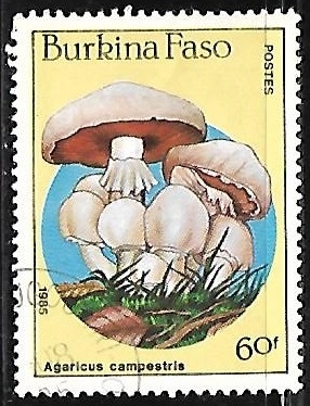 Setas- Agaricus campestris