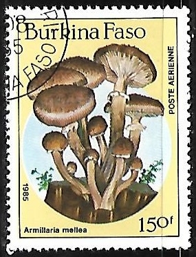 Setas - Armillaria mellea