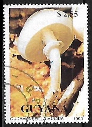 Setas - Oudemanseilla mucida
