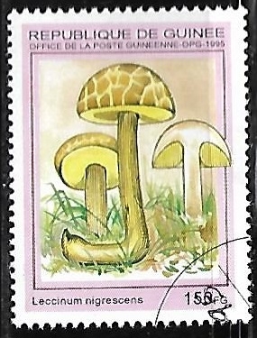 Setas - Leccinum nigrescens