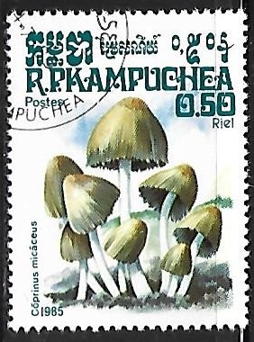 Setas - Coprinus micaceus