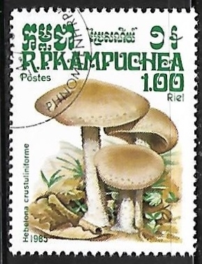 Setas - Hebelona crustuliniforme