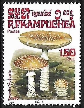 Setas - Amanita Muscaria
