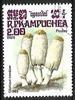 Setas - Coprinus comatus