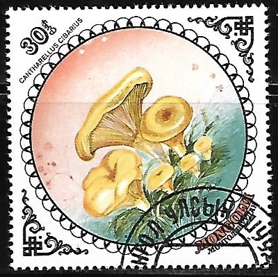 Setas - Cantharellus Cibarius