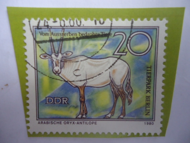 DDR -Arabische Oryx-Antílope .- Vom Aussterben Bendrobte tiete - Tierpark Berlúin -  