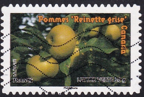 manzana reineta gris