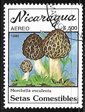 Setas - Morchella esculenta