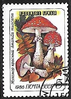 Setas - Amanita muscaria